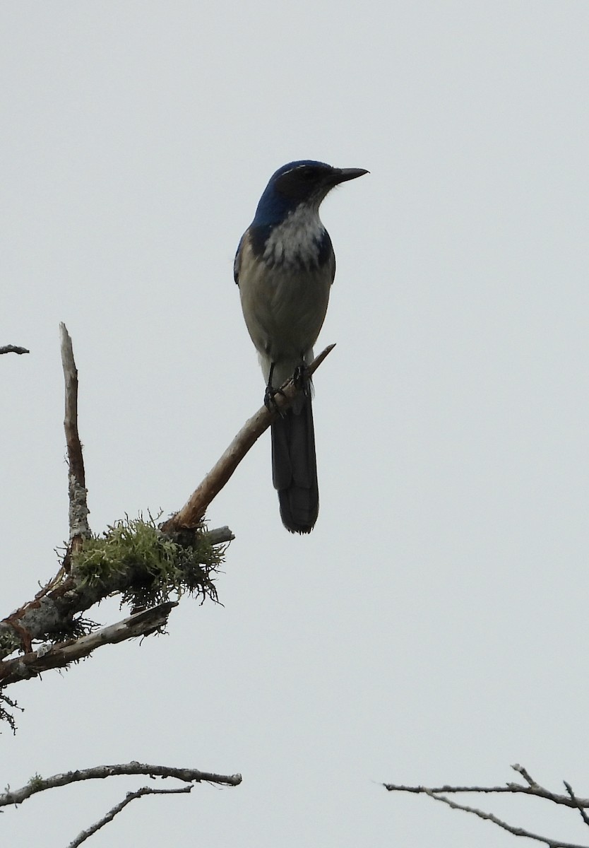 California Scrub-Jay - ML644732875