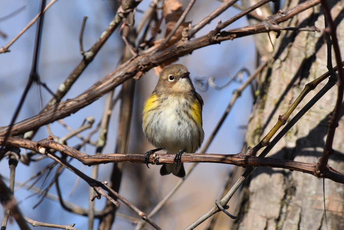 Пісняр-лісовик жовтогузий - ML644732877