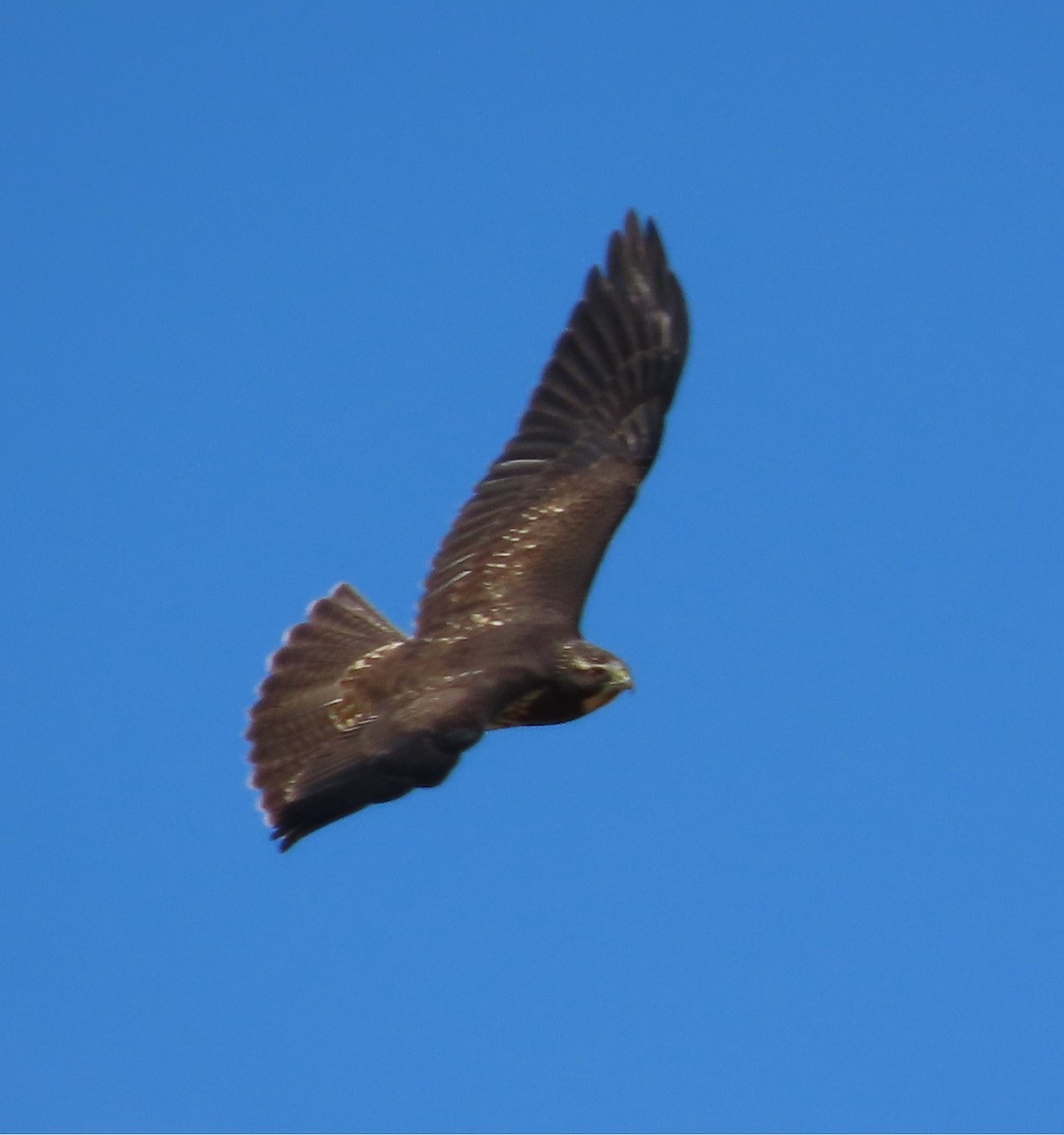 Swainson's Hawk - ML644732882