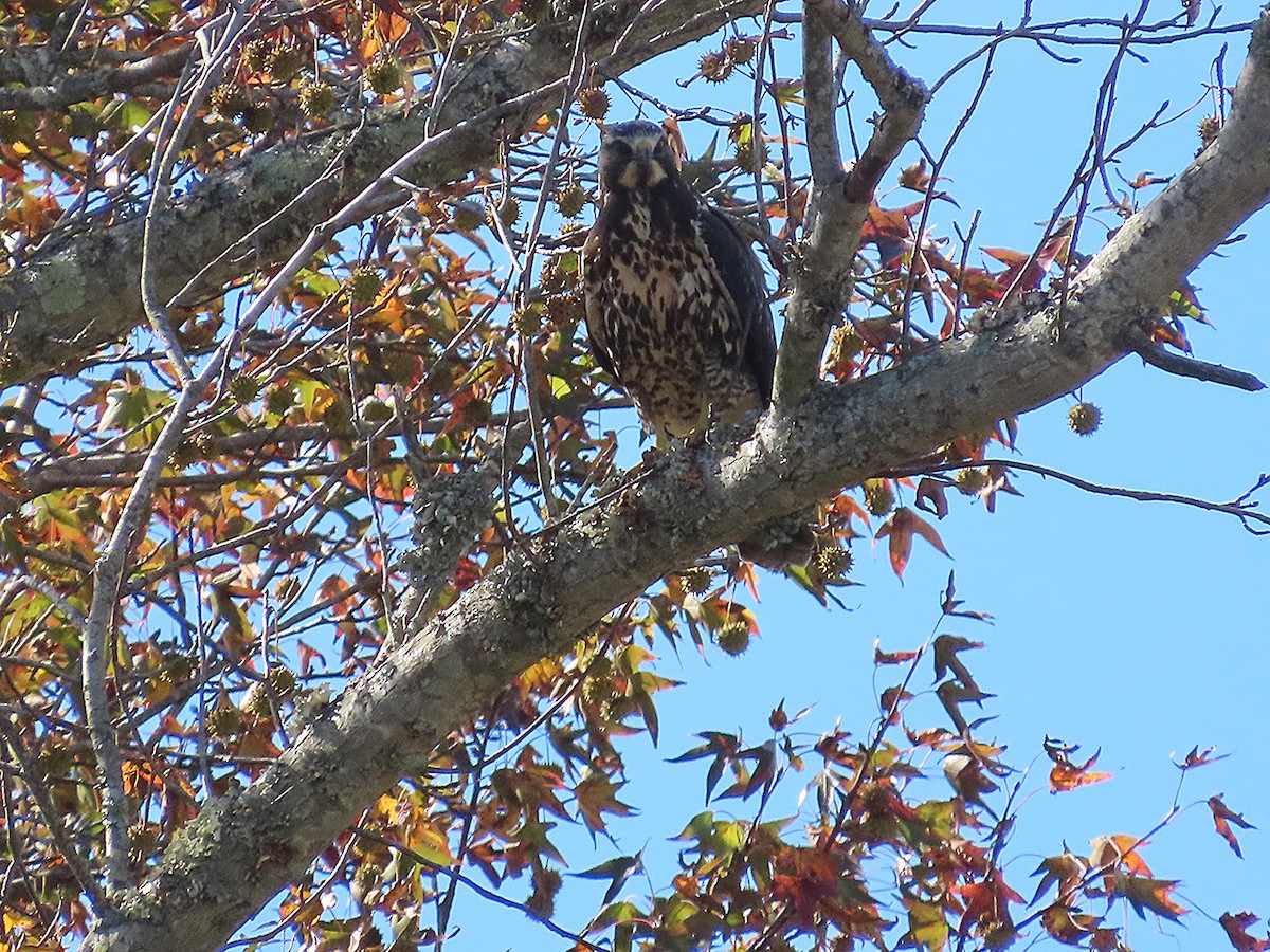 Swainson's Hawk - ML644732884