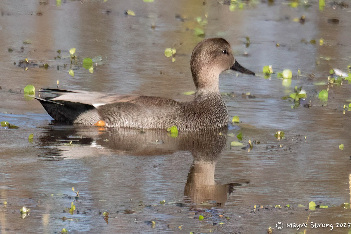 Ánade Friso - ML644732924