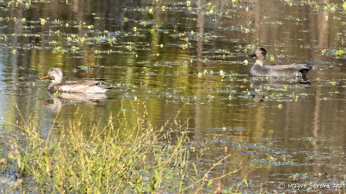 Ánade Friso - ML644732925