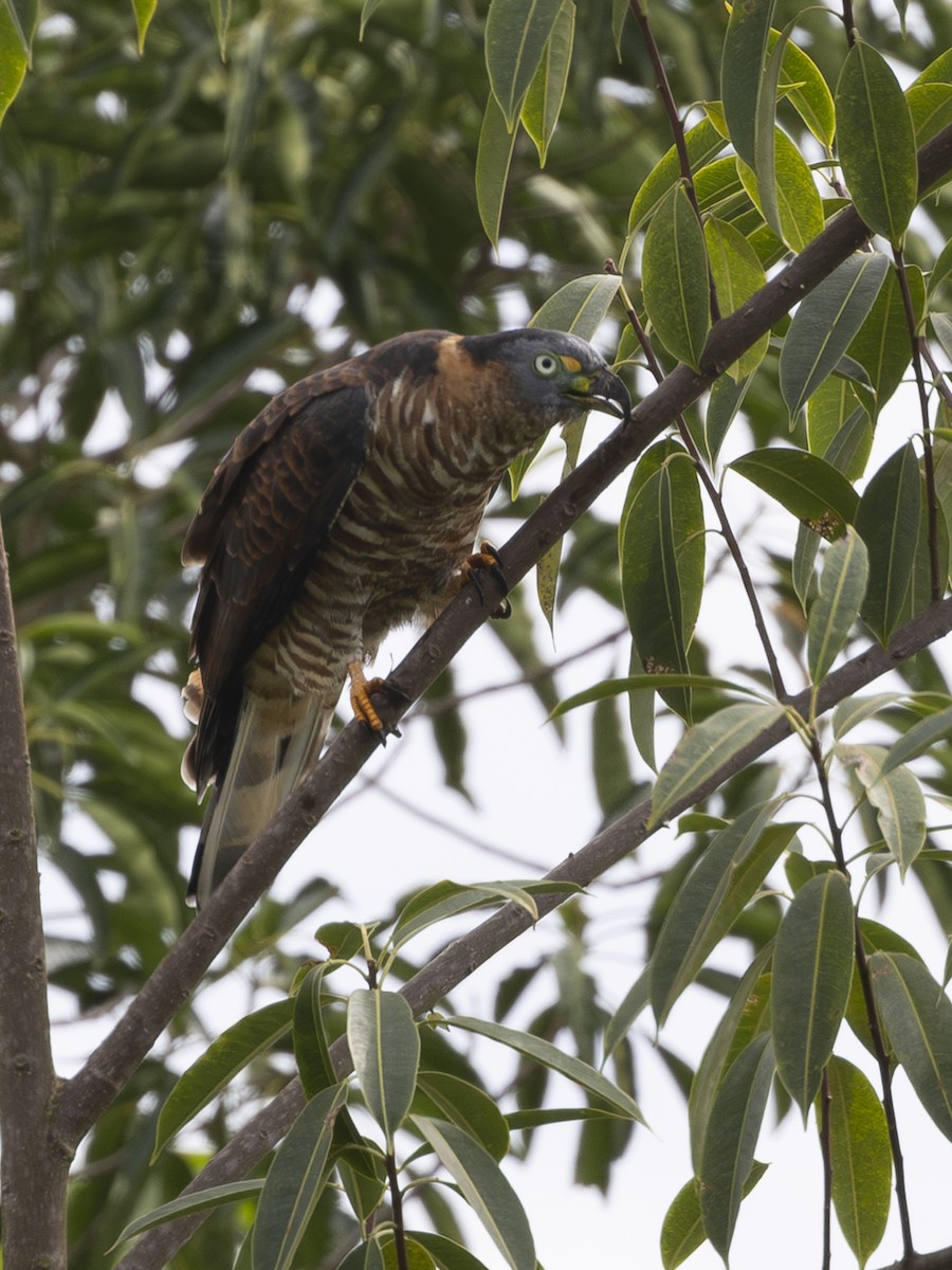 Hook-billed Kite - ML644732930
