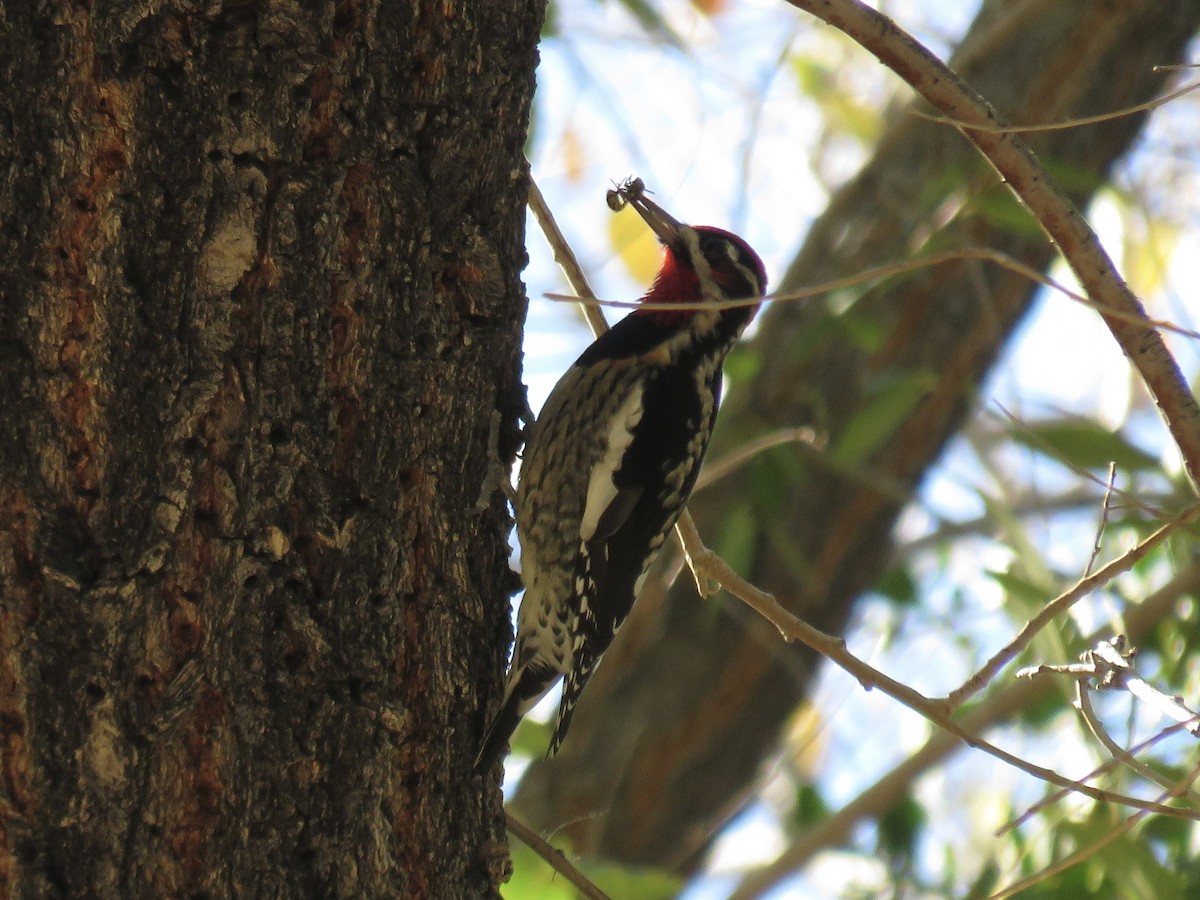 Rotnacken-Saftlecker - ML644732933