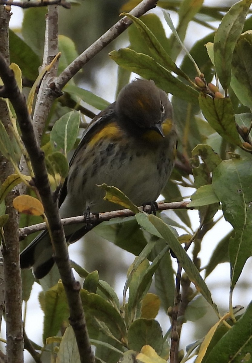 Yellow-rumped Warbler - ML644732935