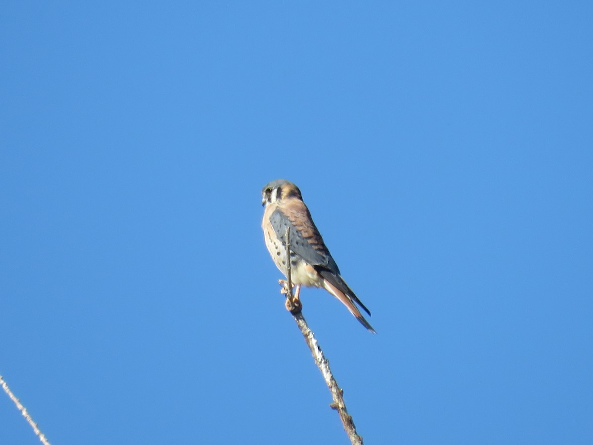 בז אמריקני - ML644732937