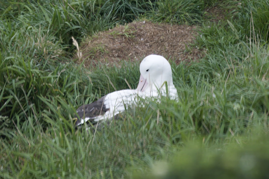 Northern Royal Albatross - ML644732941