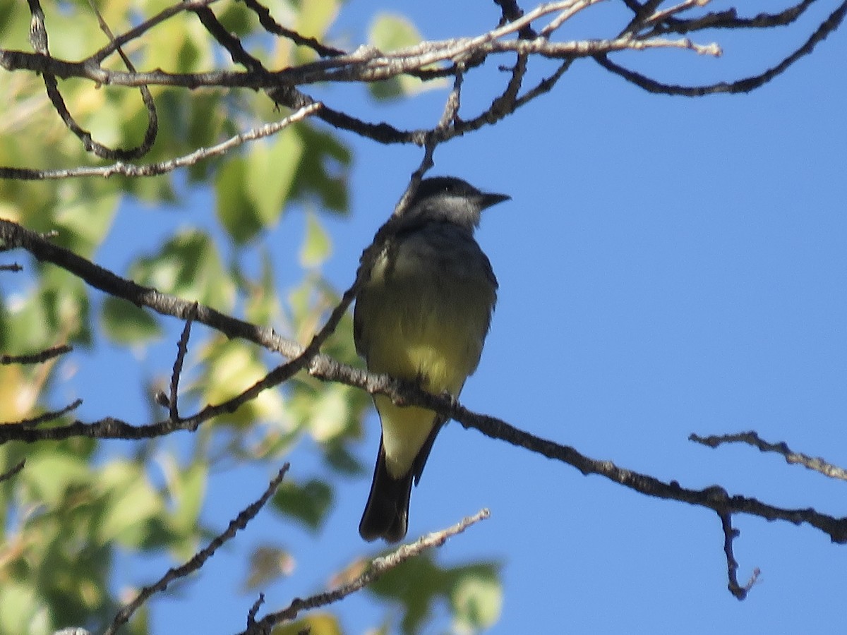 Cassin's Kingbird - ML644732947