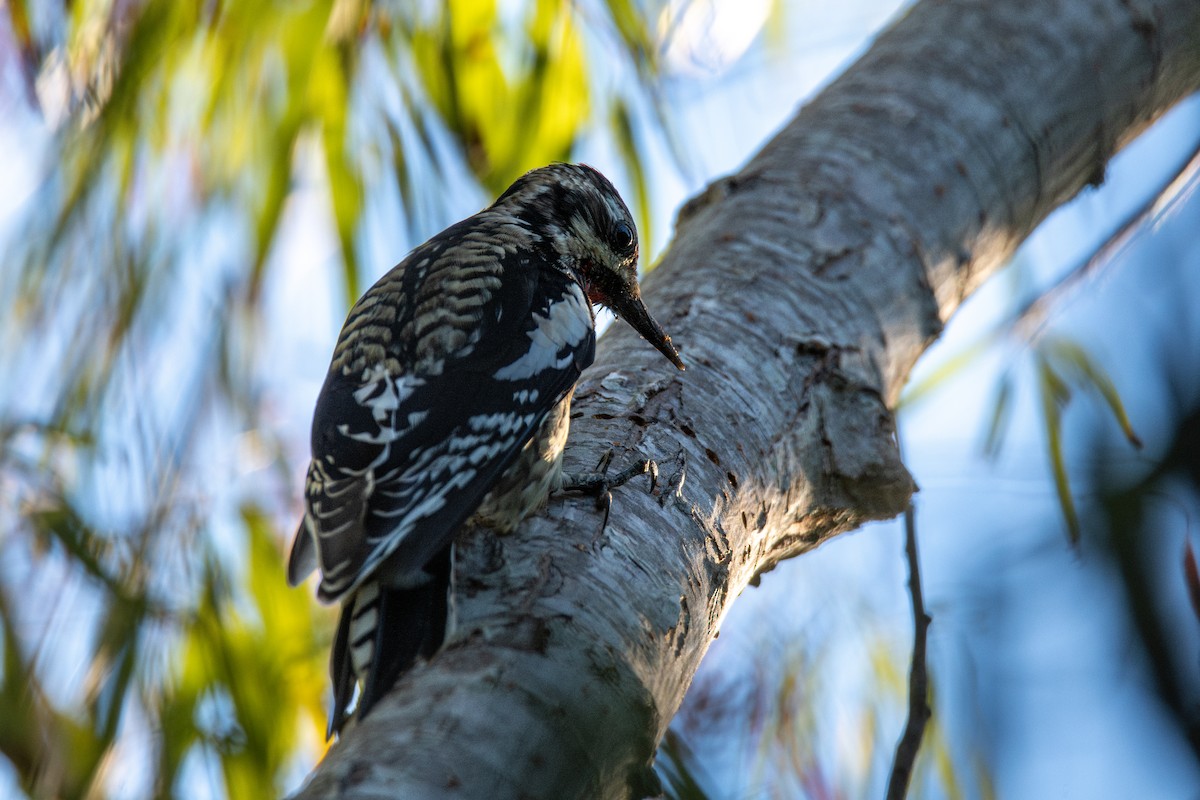 Yellow-bellied Sapsucker - ML644732949