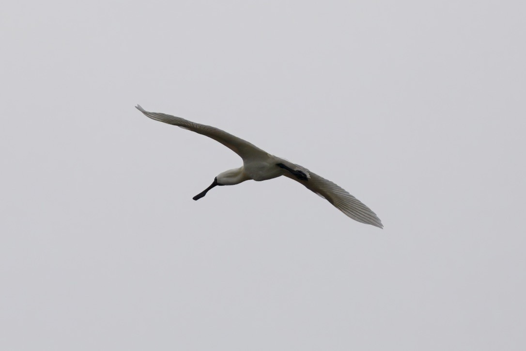 Косар королівський - ML644732952