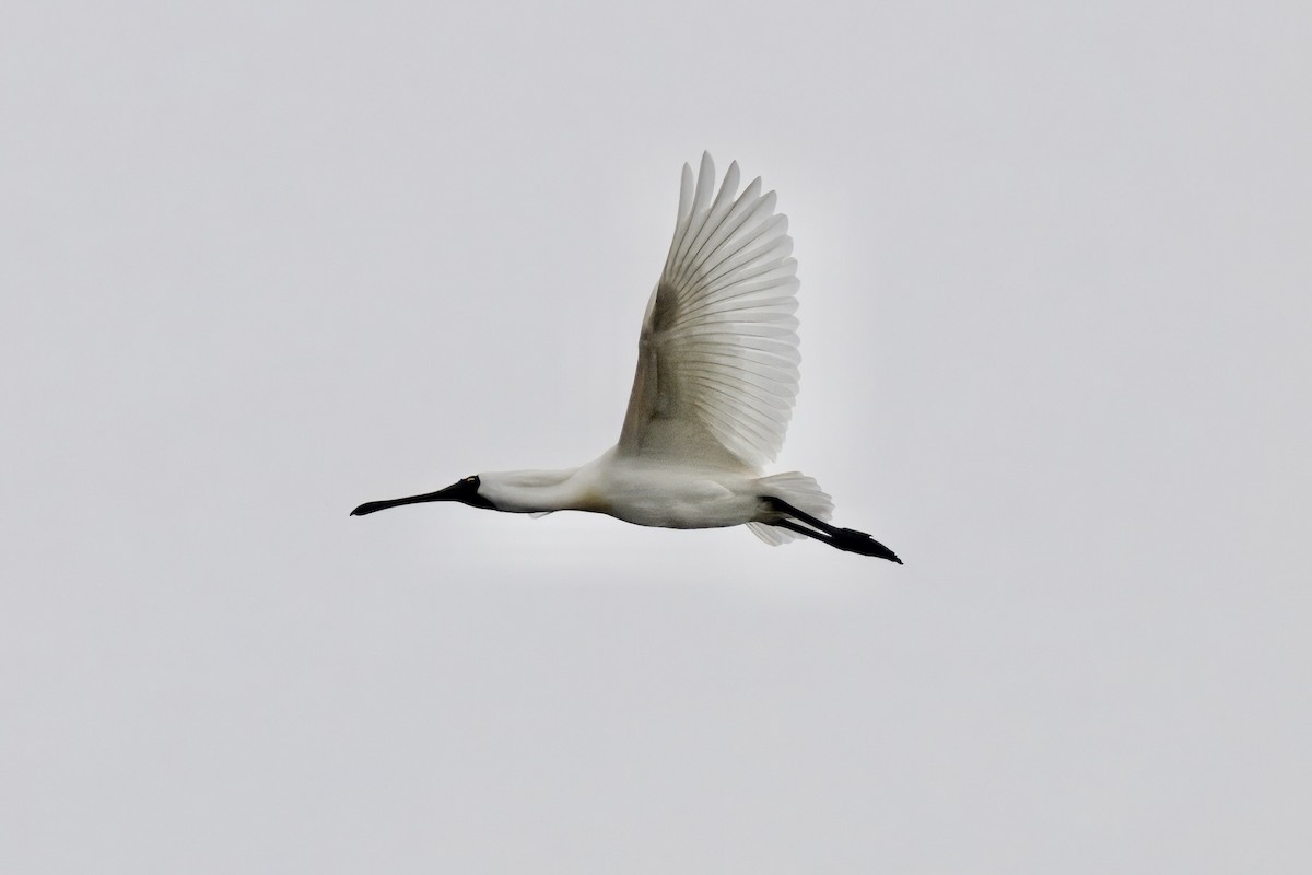 Косар королівський - ML644732963