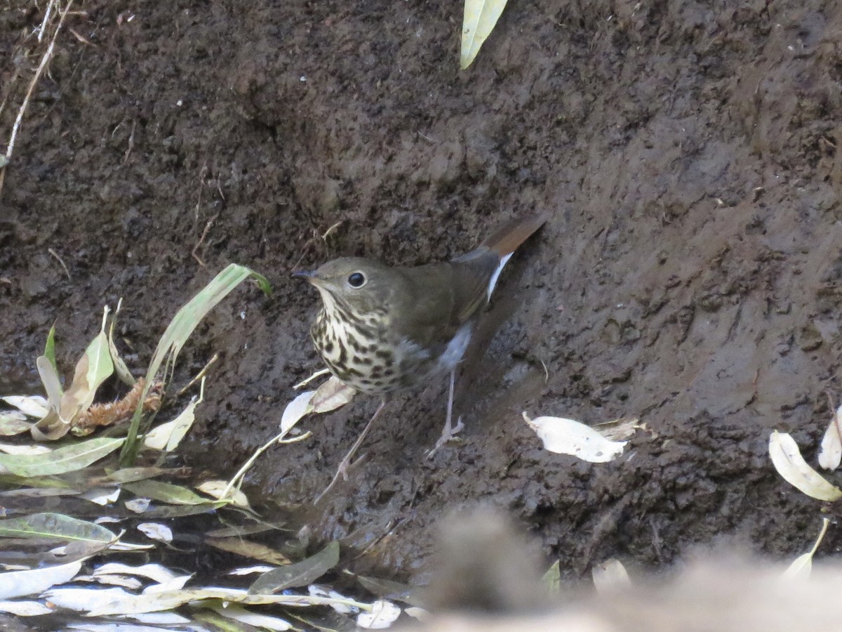 Hermit Thrush - ML644732965