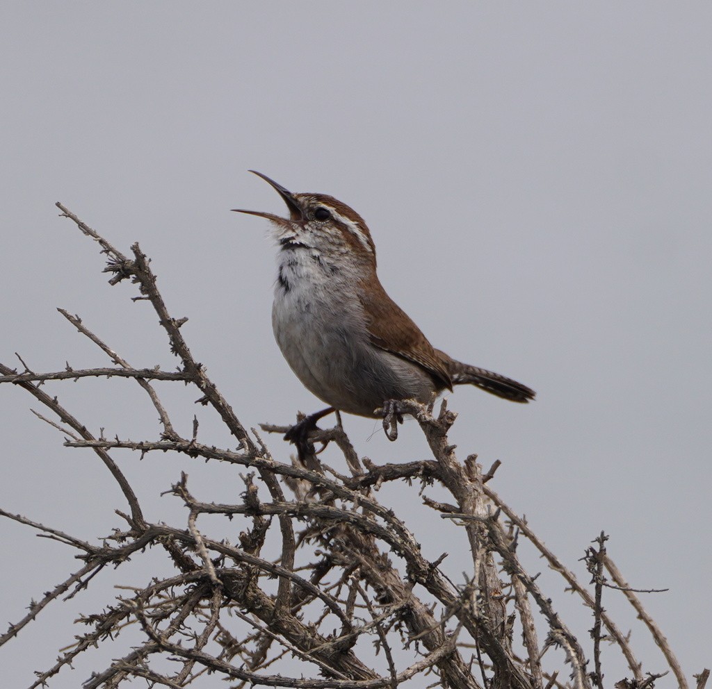 Підбуреник [група mexicanus] - ML644732981