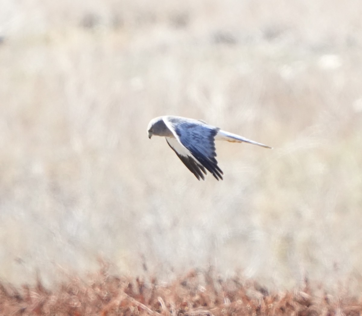 זרון אמריקני - ML644732987