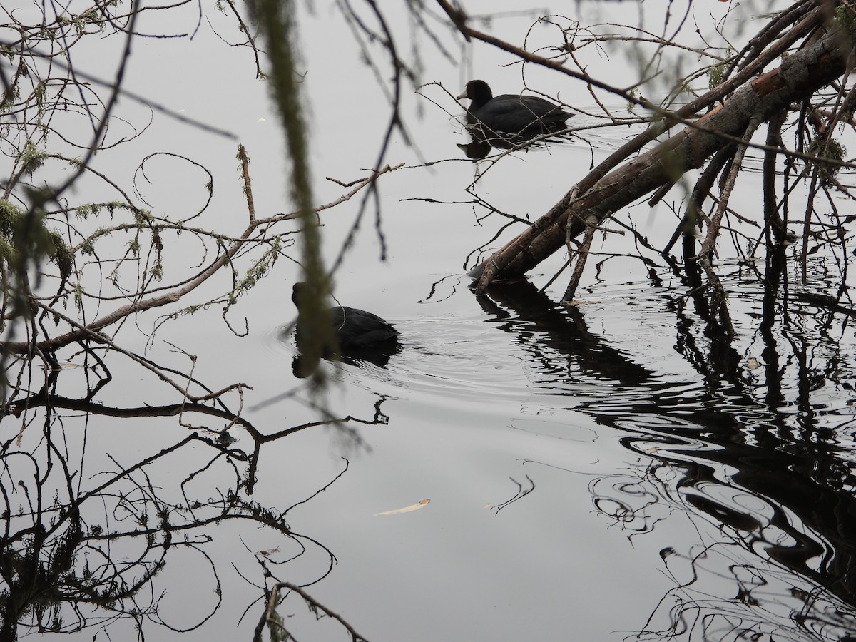 American Coot - ML644732989