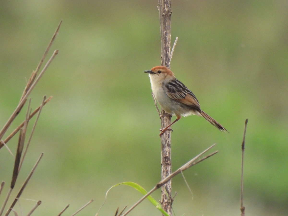 Levaillant's Cisticola - ML644733000