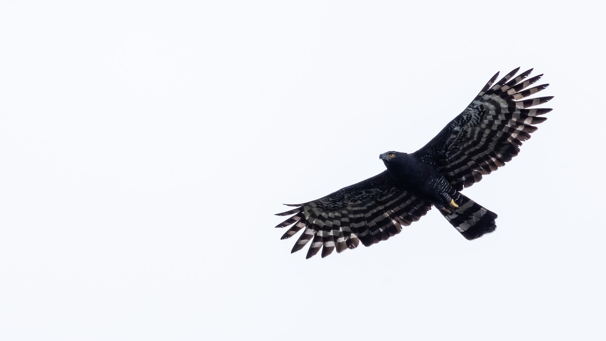 orel černý - ML644733001