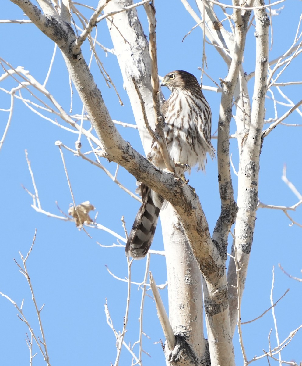 Cooper's Hawk - ML644733022