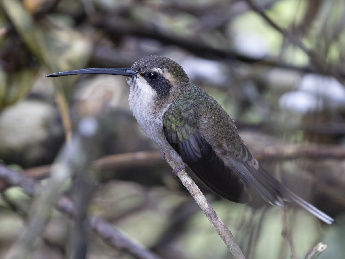 Ерміт світлочеревий - ML644733026