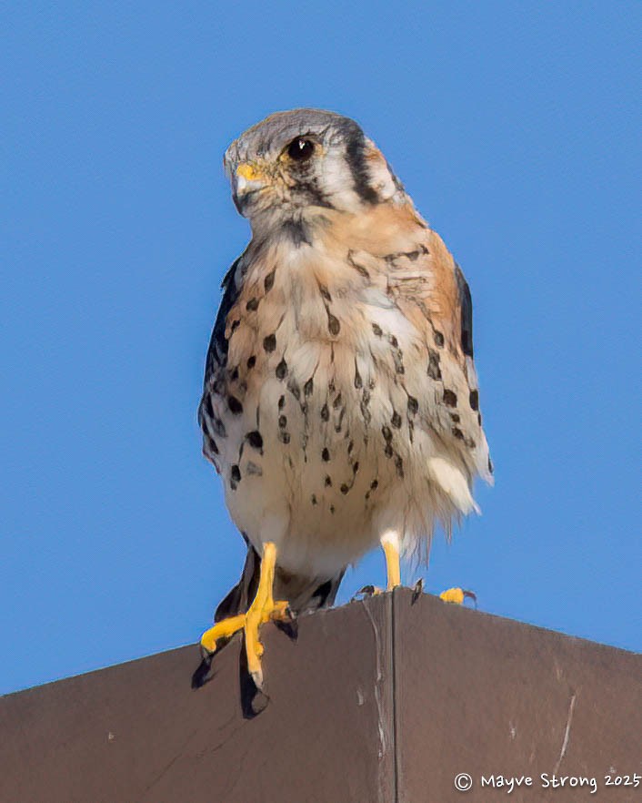 בז אמריקני - ML644733027