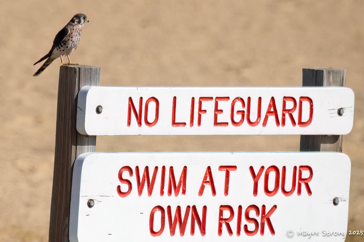 בז אמריקני - ML644733028