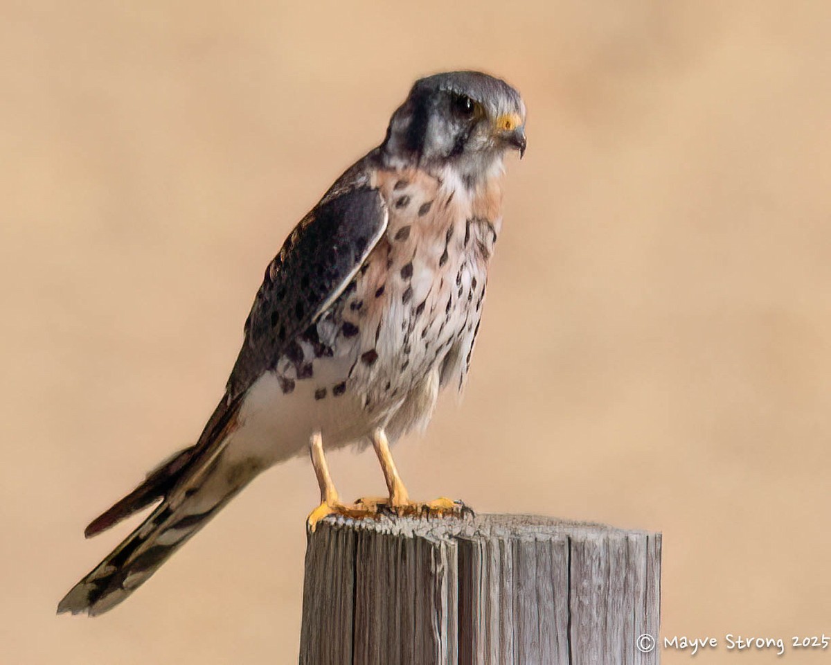בז אמריקני - ML644733029