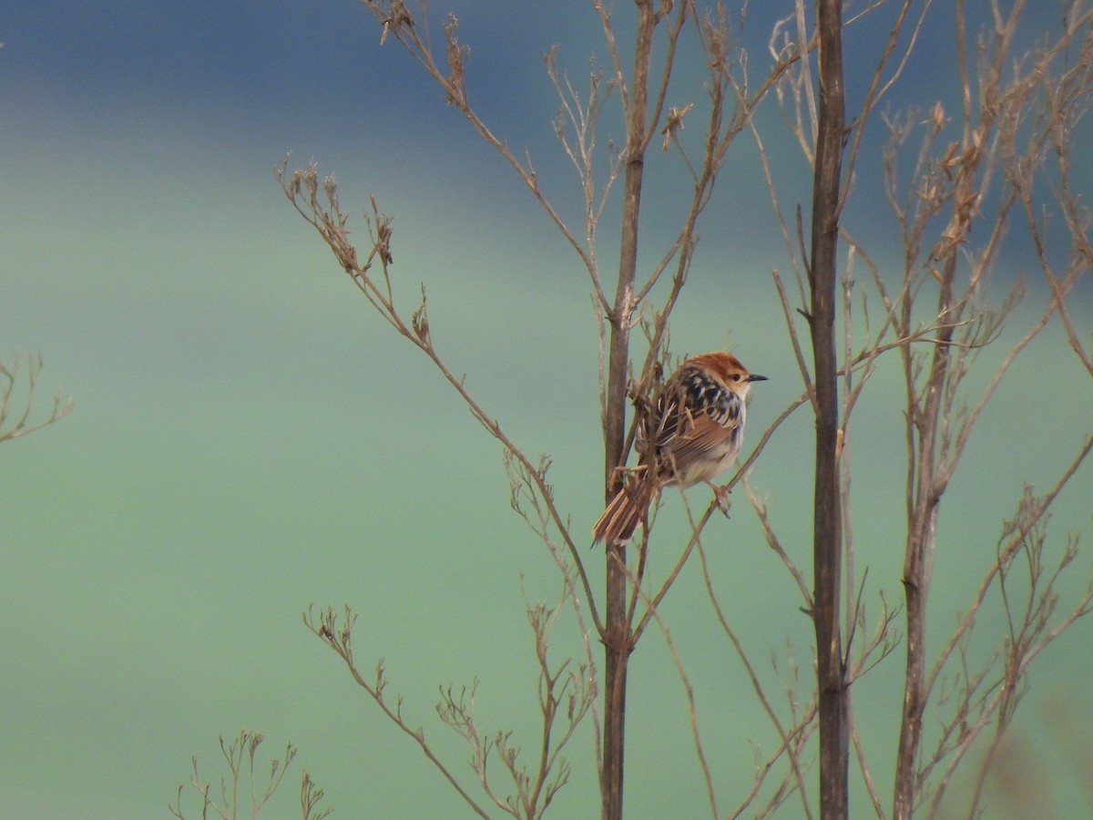 Levaillant's Cisticola - ML644733039
