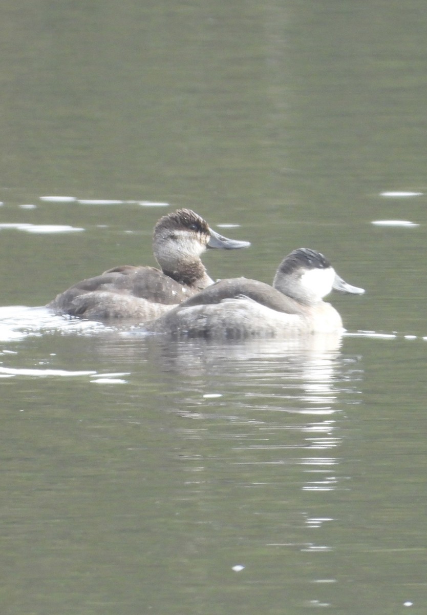 Ruddy Duck - ML644733045
