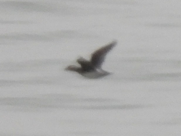 Long-tailed Duck - ML644733057