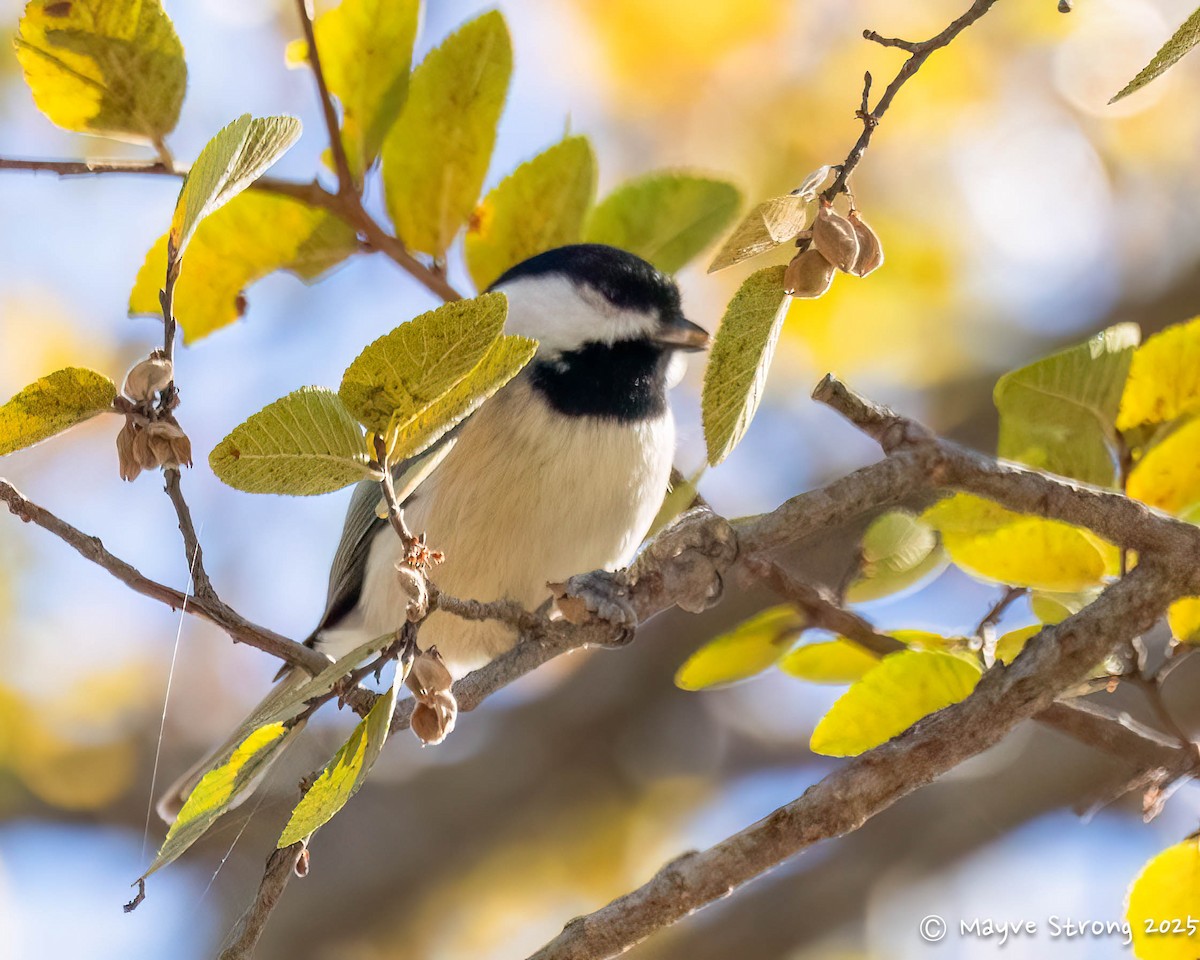 Carolina Chickadee - ML644733061