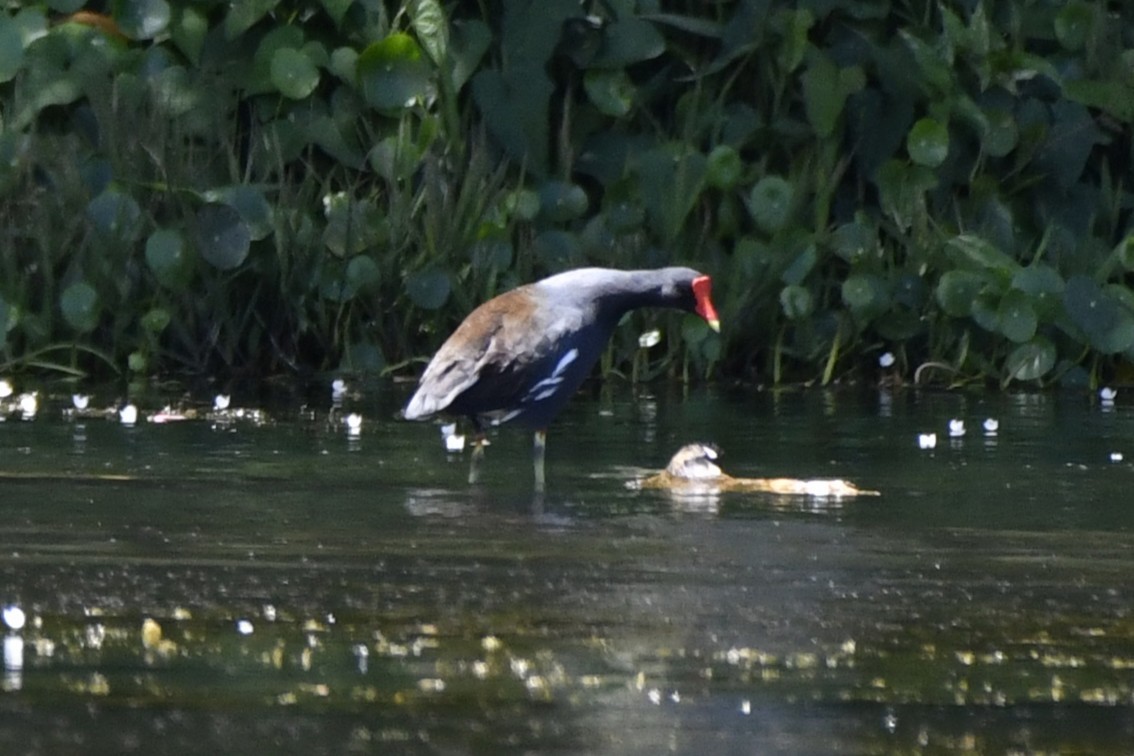 アメリカバン - ML644733064