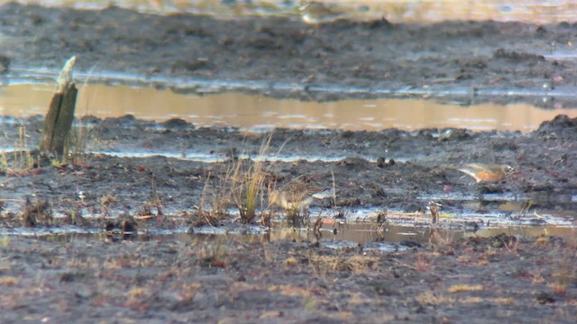 Long-billed Dowitcher - ML644733072