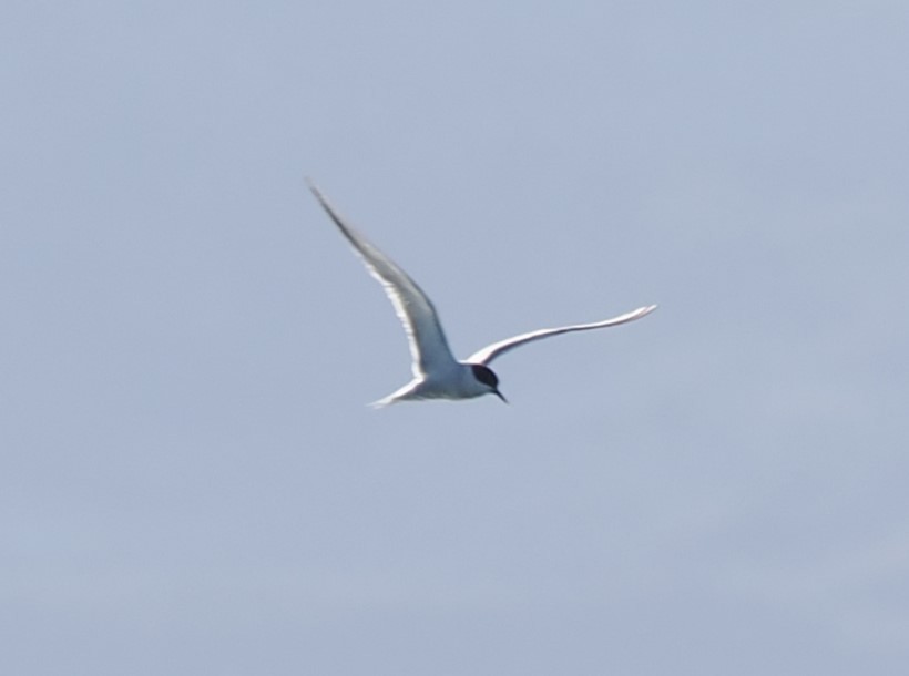 アジサシ - ML644733074