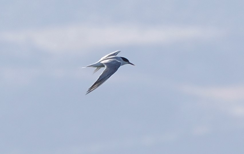 アジサシ - ML644733076