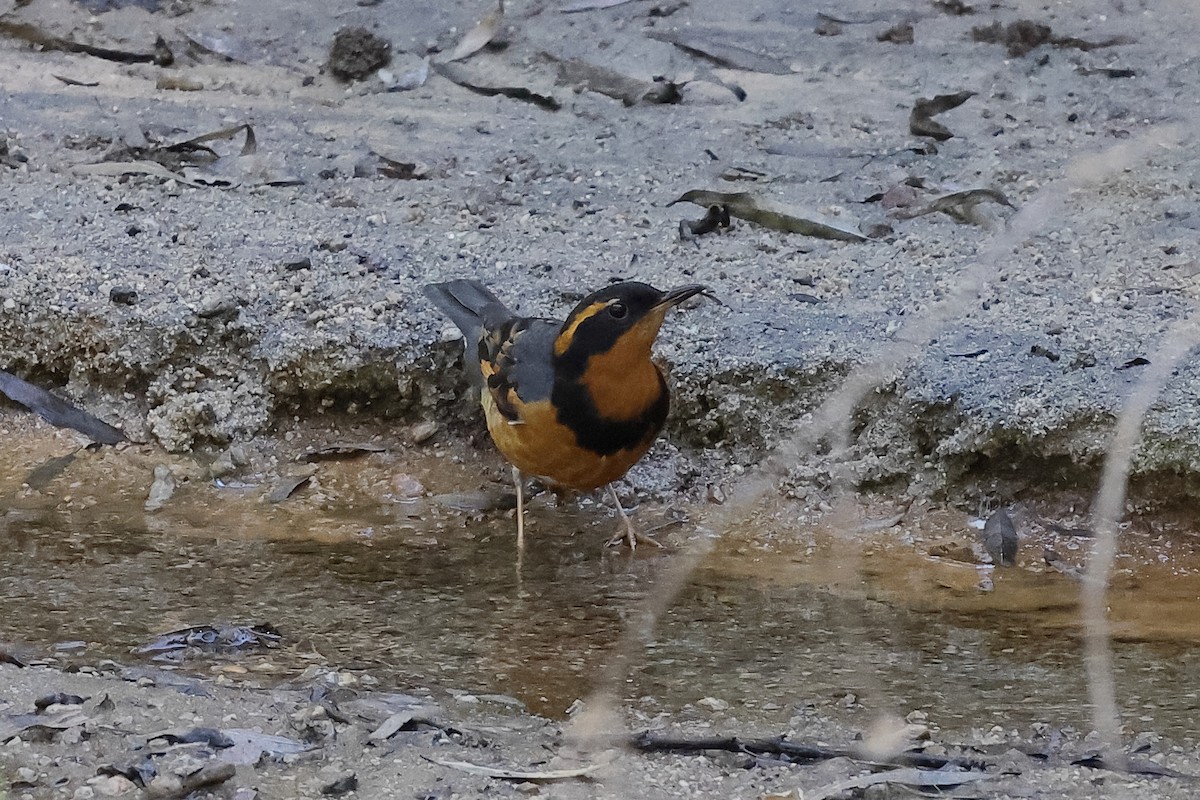 Varied Thrush - ML644733079