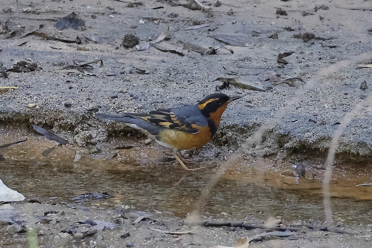Varied Thrush - ML644733082