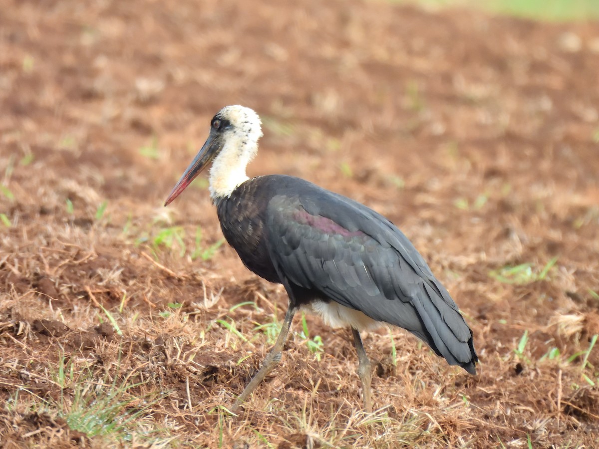 African Woolly-necked Stork - ML644733097