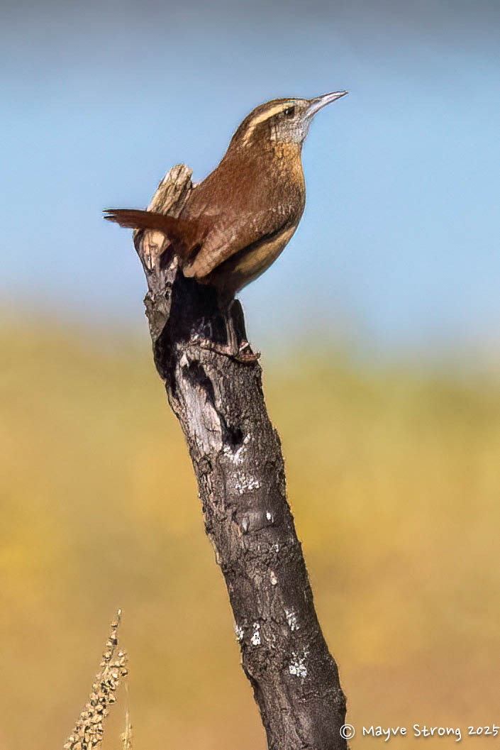 Carolina Wren - ML644733102