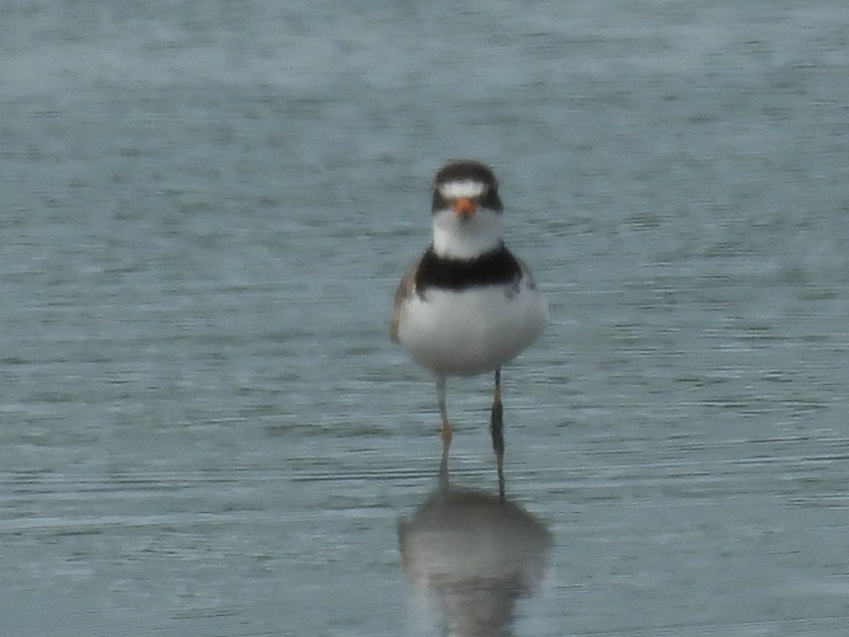 Semipalmated Plover - ML644733118