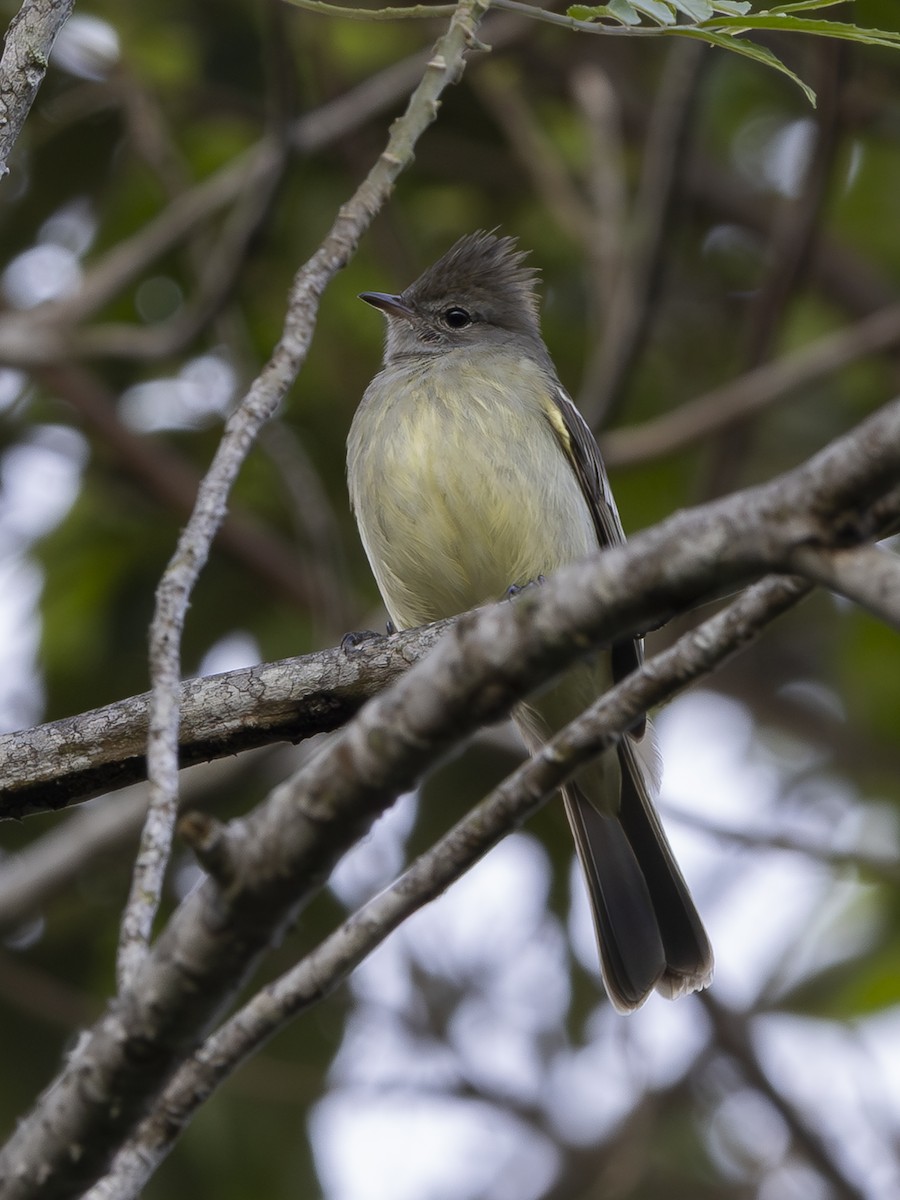 Yellow-bellied Elaenia - ML644733129