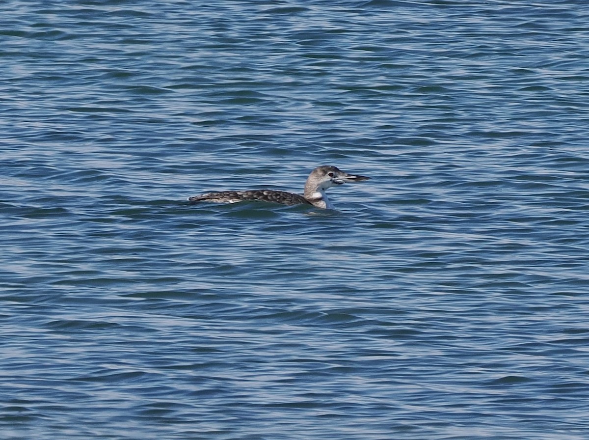 Common Loon - ML644733130
