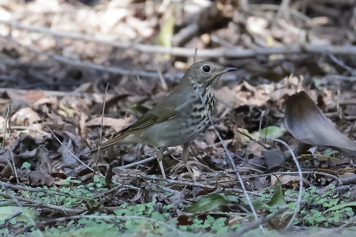 Hermit Thrush - ML644733135