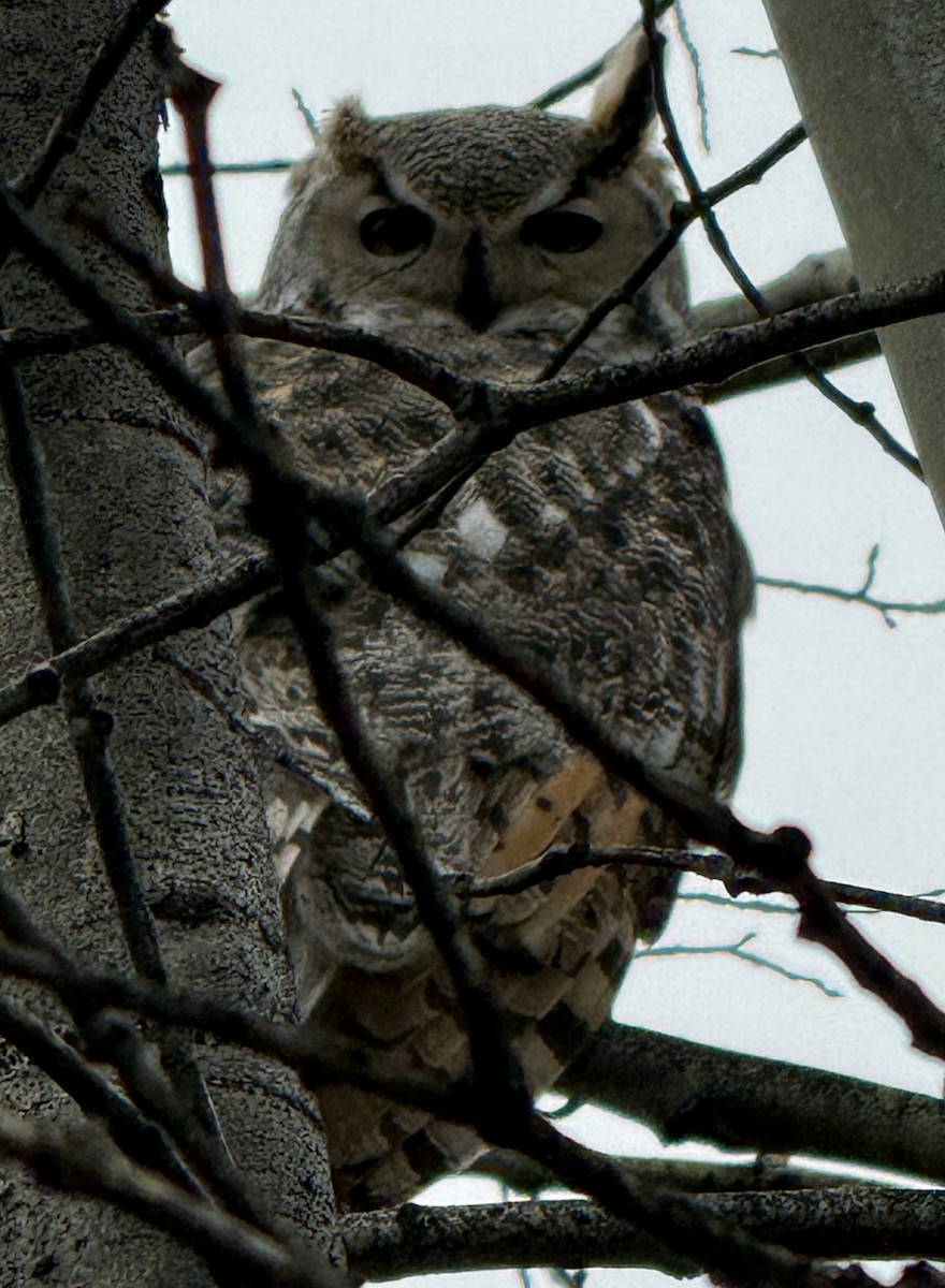 Great Horned Owl - ML644733136