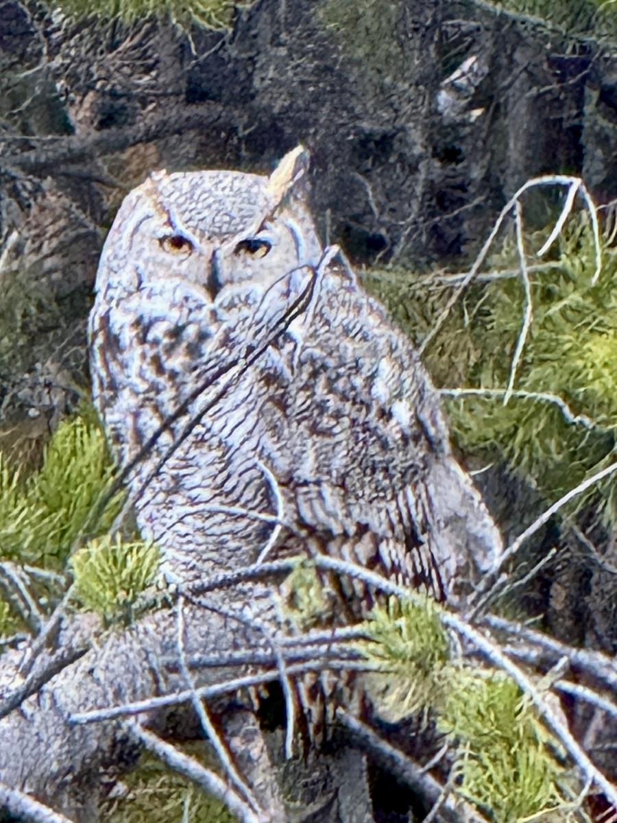 Great Horned Owl - ML644733137