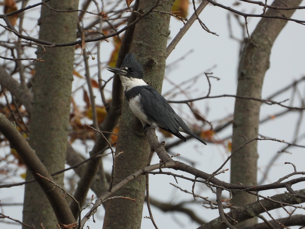 Belted Kingfisher - ML644733138