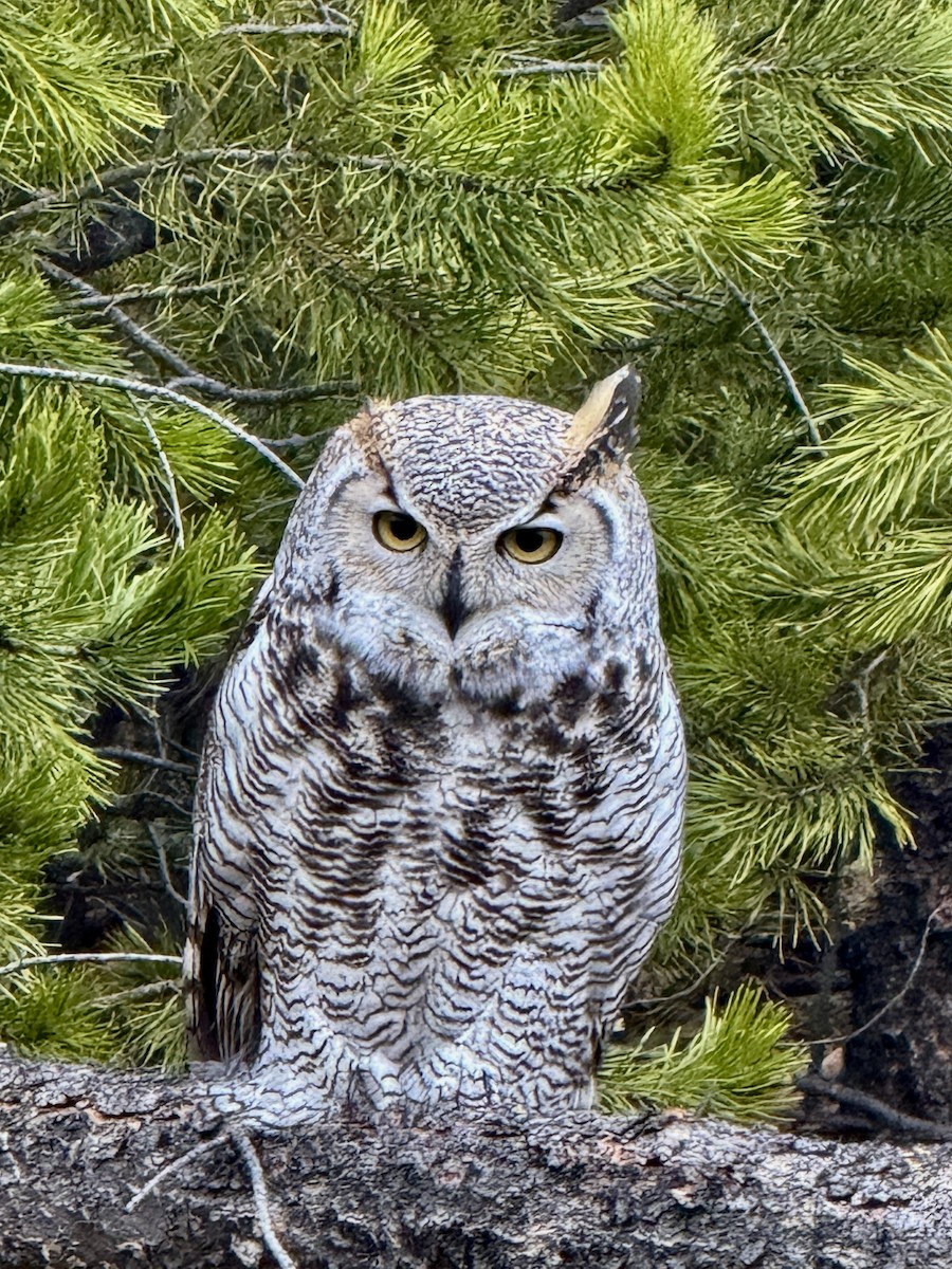 Great Horned Owl - ML644733139