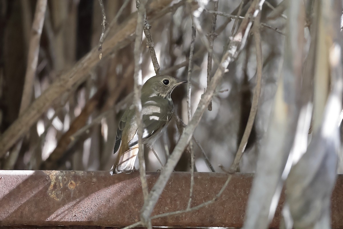 Hermit Thrush - ML644733140