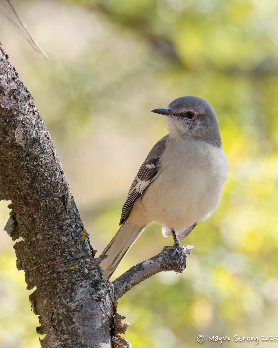 Northern Mockingbird - ML644733142