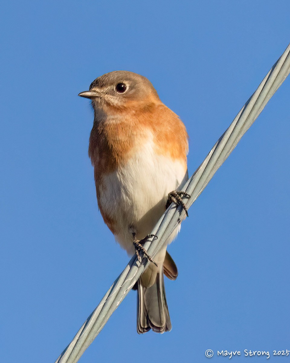 Eastern Bluebird - ML644733149