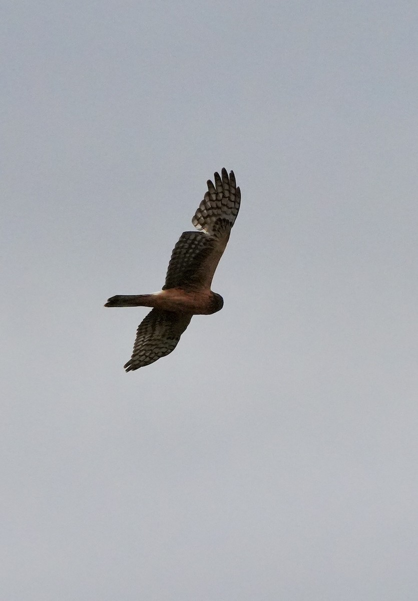 Northern Harrier - ML644733152